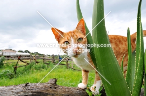 cat behind aloe vera
