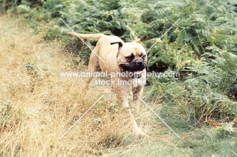 bullmastiff running 