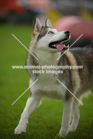 alaskan malamute mix walking with tongue out