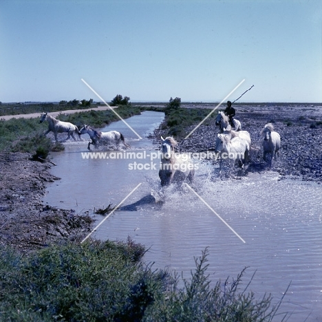 group of Camargue ponies trotting through water with gardien