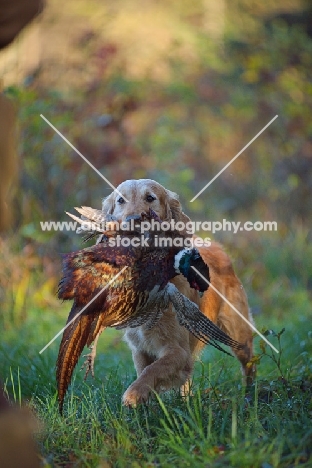 golden retriever retrieving pheasant