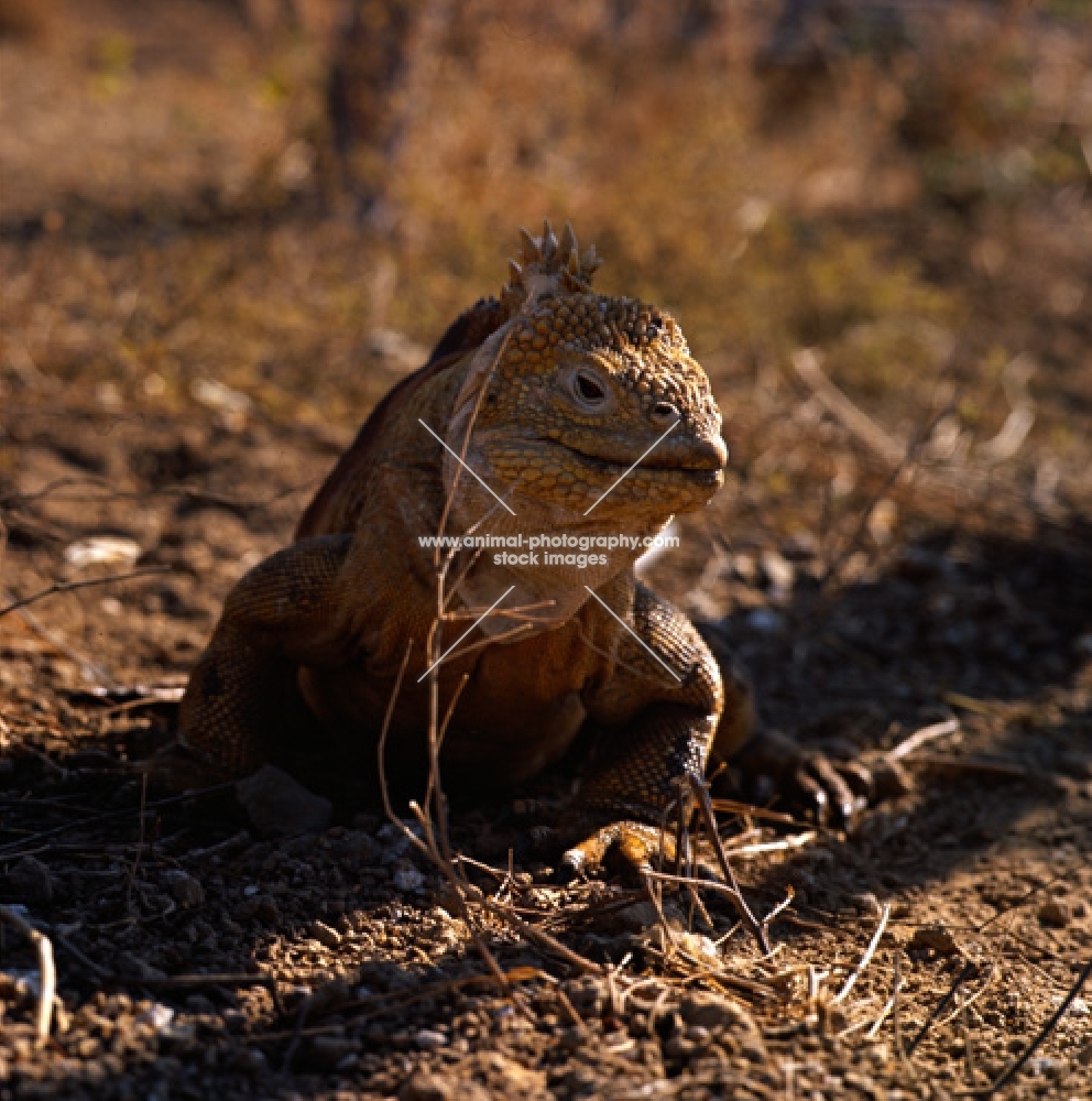 land iguana on santa cruz island, galapagos islands