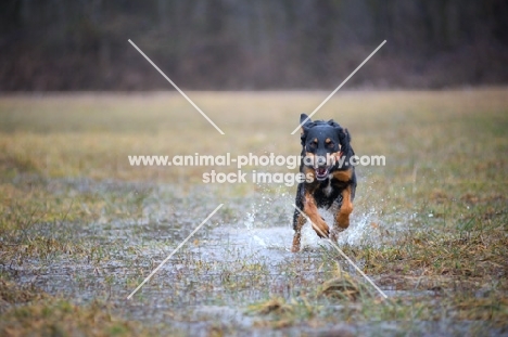 black and tan mongrel dog running in a puddle