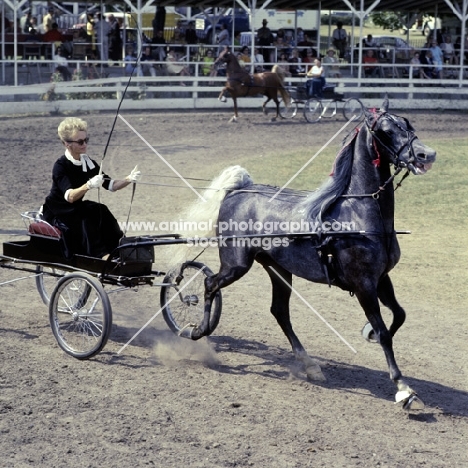 american saddlebred in action at show in usa