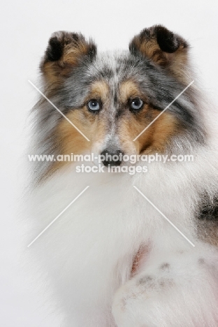 Australian Grand Champion Shetland Sheepdog, portrait