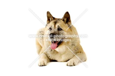 Large Akita dog lying isolated on a white background