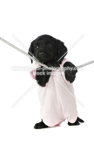 Black Labrador Puppy hanging on a washing line, isolated on a white background