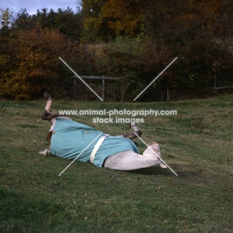 Cob rolling wearing clean New Zealand rug,