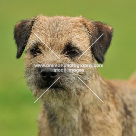 Border Terrier head study