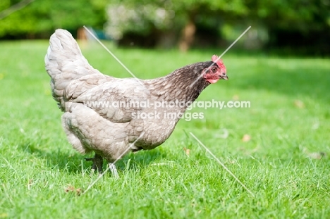 Hen standing in a field