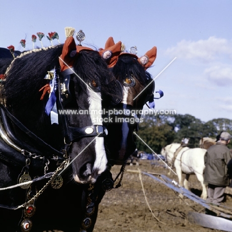 two shire horses with decorated manes and ear caps