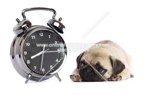 Pug puppy next to alarm clock