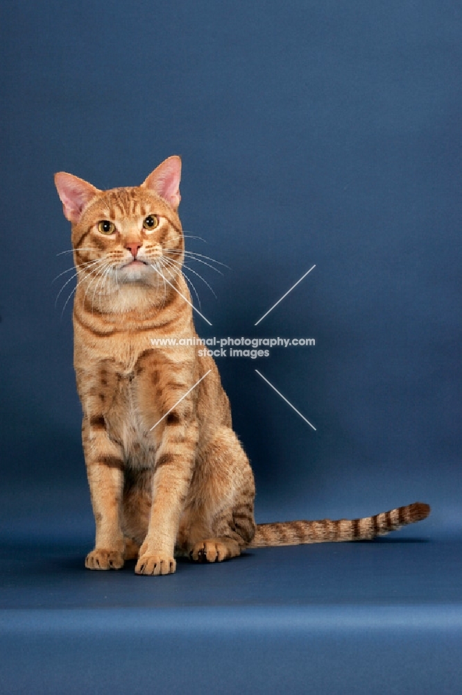 Ocicat looking towards camera, cinnamon spotted tabby colour