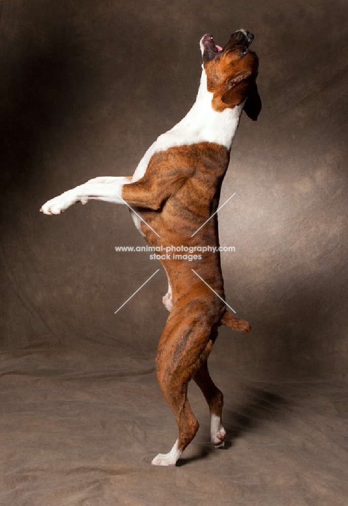 boxer on two legs looking up