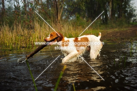 Brittany Spaniel with log