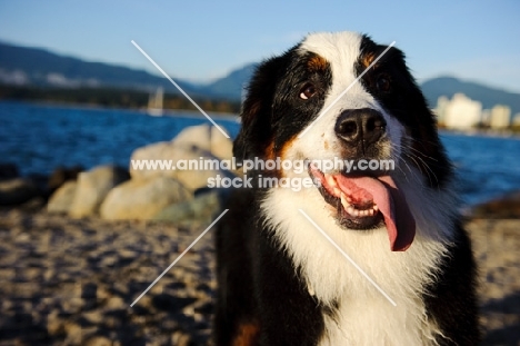 Bernese Mountain Dog near beach