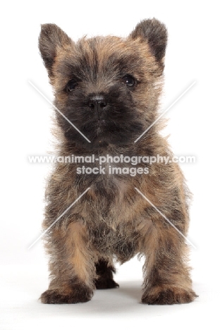 Cairn Terrier puppy, front view