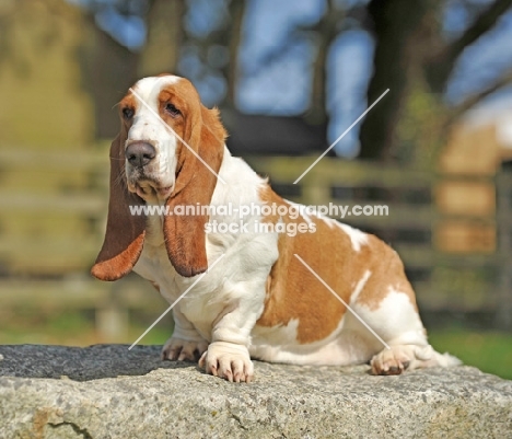 Basset Hound sitting on rock