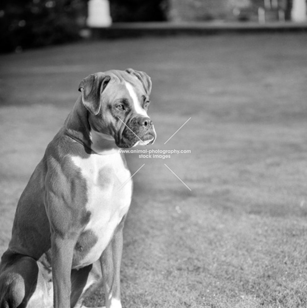 boxer from wardrobes kennel in 1961
