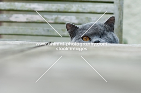 blue British Shorthair cat behind garden table