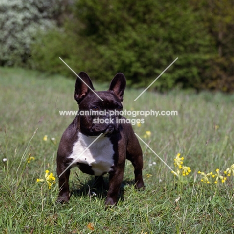 ch merrowlea opal of boristi,  french bulldog champion standing among cowslips