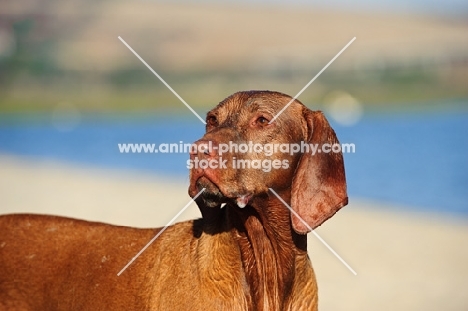 Hungarian Vizsla looking away