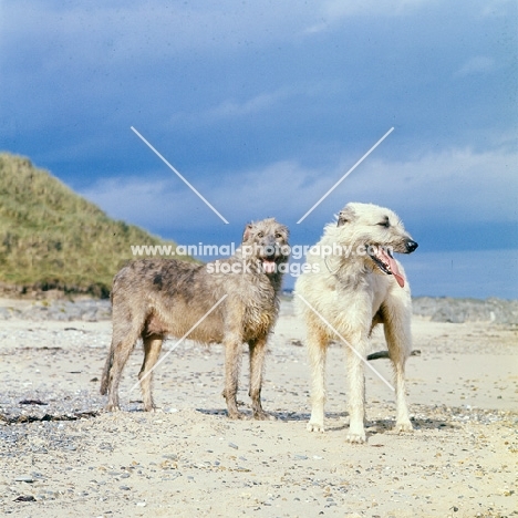 two irish wolfhounds on a beach in ireland