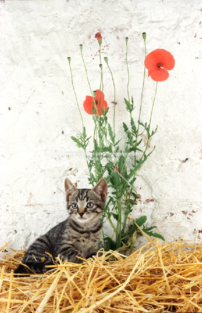 Household kitten near poppies