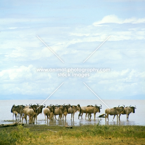 herd of wildebeest standing in water, lake manyara np
