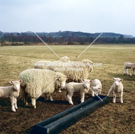 poll dorset cross sheep ewes with lambs in field