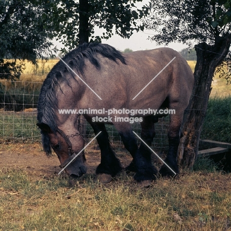 Jupiter de St Trond, Belgian heavy horse stallion smelling the ground