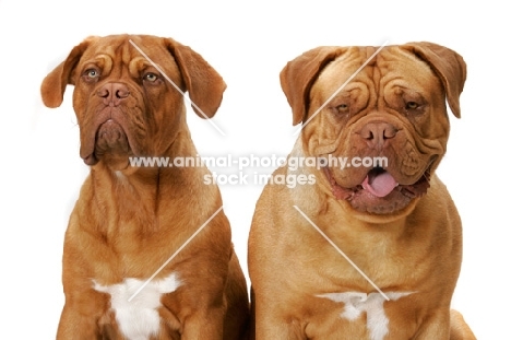two Dogue de Bordeaux dogs