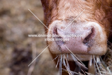 limousin bull eating hay