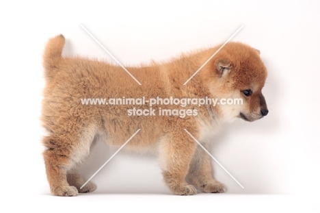 Shiba Inu puppy, side view