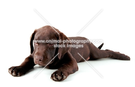 brown labrador retriever pup sleeping