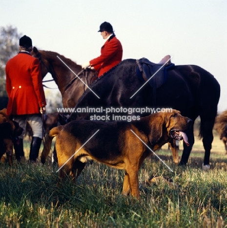 bloodhound at meet of windsor forest bloodhounds