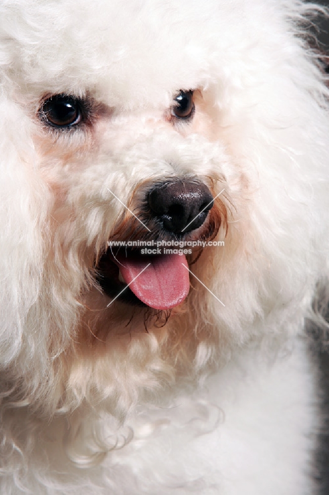 close up of bichon frise face