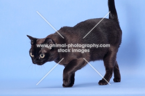 sable Burmese walking on light blue background