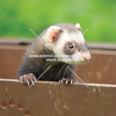 masked Ferret