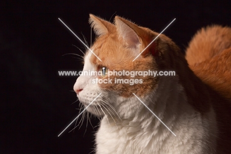 red and white cat