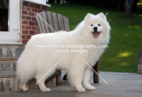 Samoyed dog standing on decking