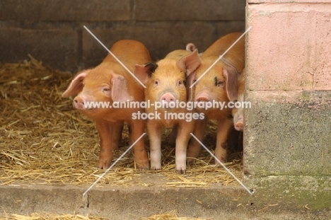 young oxford sandy black pigs
