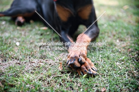 detail of doberman's paws crossed