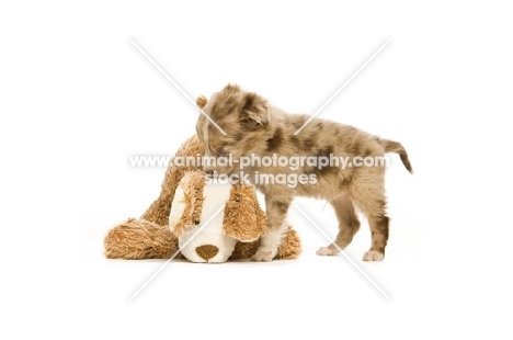 border collie playing with toy isolated on a white background