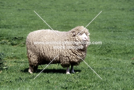 poll dorset sheep at congres farm
