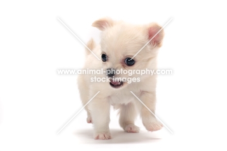 smooth coated Chihuahua puppy looking cute on white background