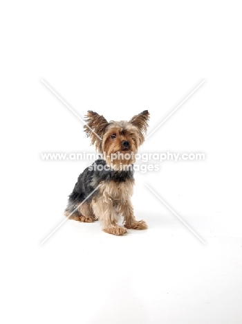 Yorkshire Terrier sitting on white background