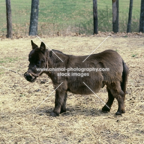 miniature mule in kentucky usa