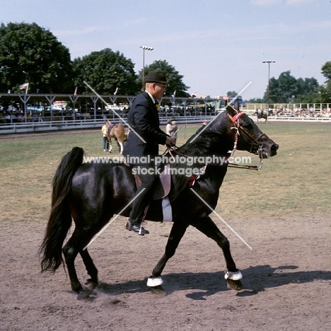 tennessee walking horse in action at a show in usa