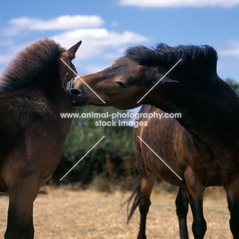 Exmoor mare nibbling her foal